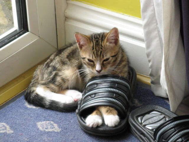 “利用自动判决系统优化攻防策略——规则变革中的战术创新”