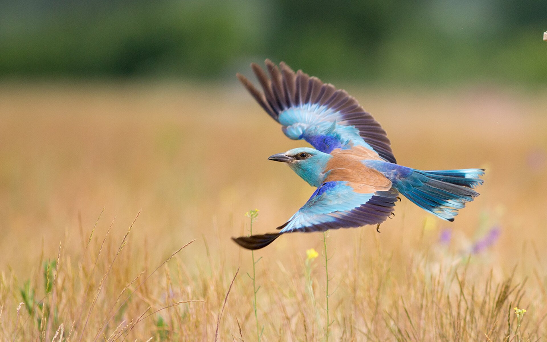 “德甲激烈交锋：龙争虎斗，冠军悬念持续”，德甲争四
