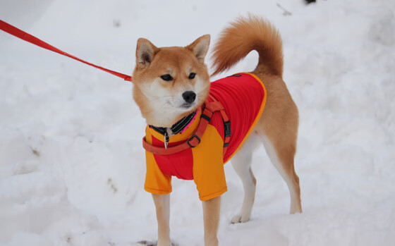 九游9游-【Juan Soto的致命一击】关键时刻超强表现助球队出线，致命一击是什么技能