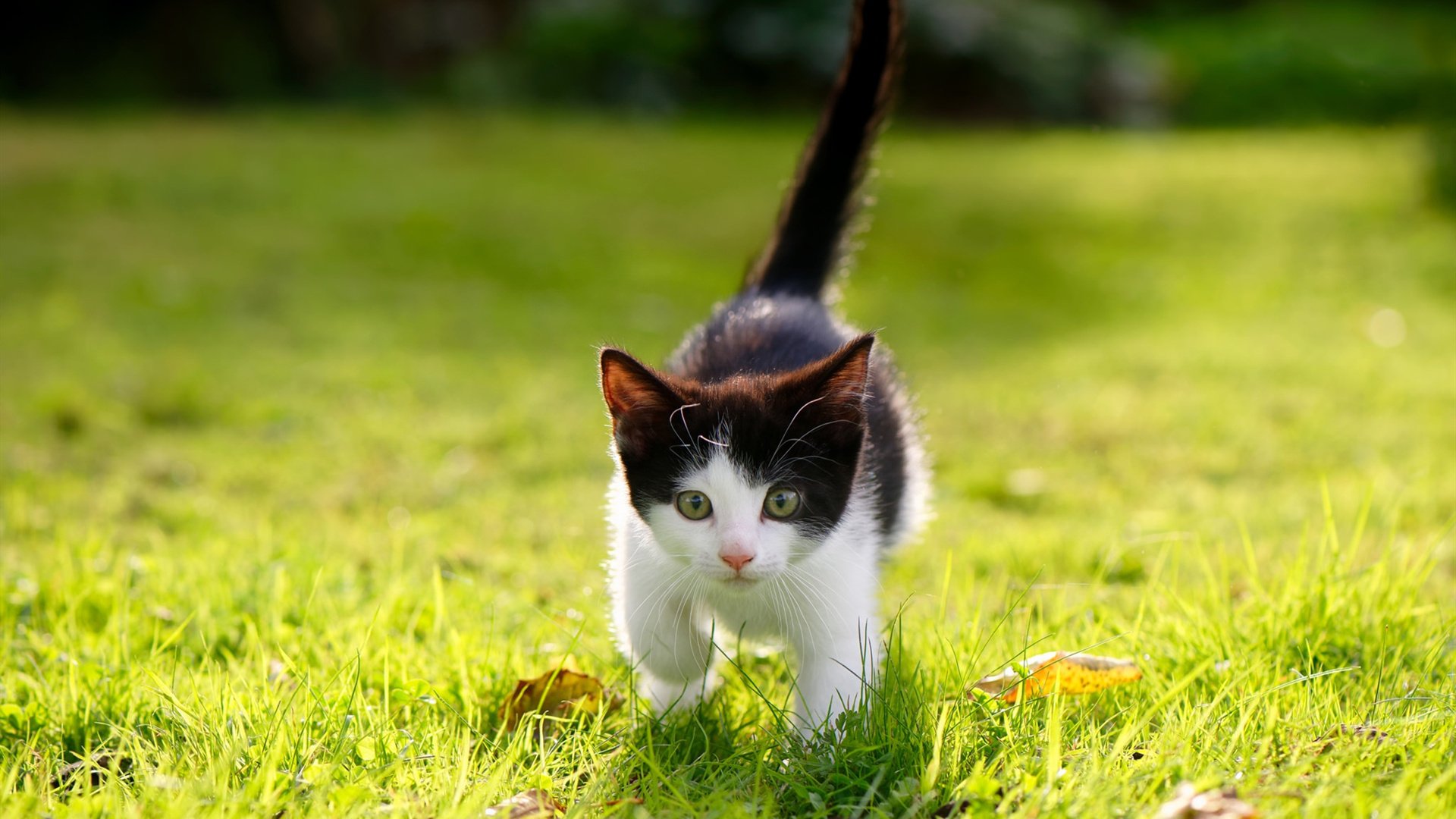 九游体育平台官网-史上最具影响力欧冠比赛分析，欧冠最牛比赛