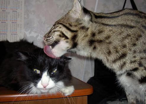 史上最大“黑马军团”逆转夺冠，神话成真，大黑马是谁